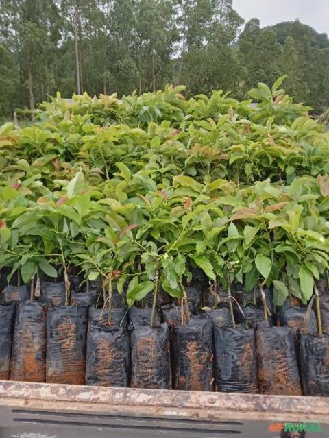 Imagem Mudas de Abacate Imagem Mudas de Abacate