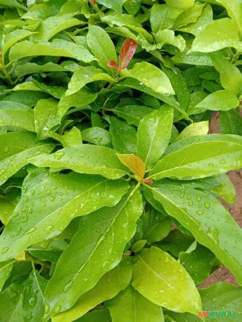 Imagem Mudas de Abacate Imagem Mudas de Abacate