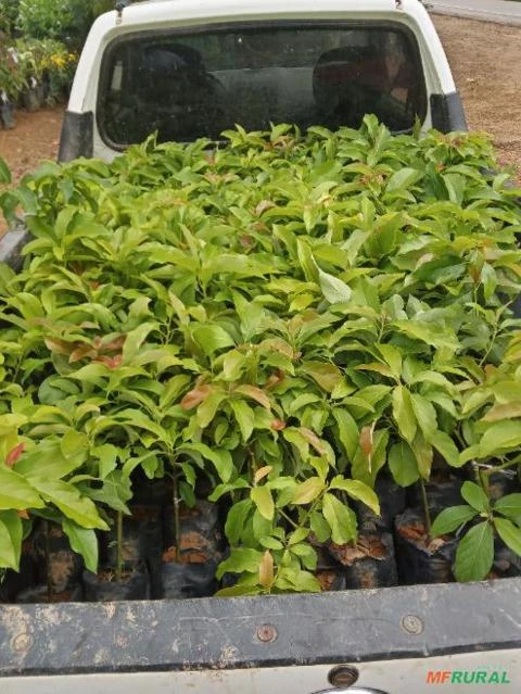 Imagem Mudas de Abacate Imagem Mudas de Abacate