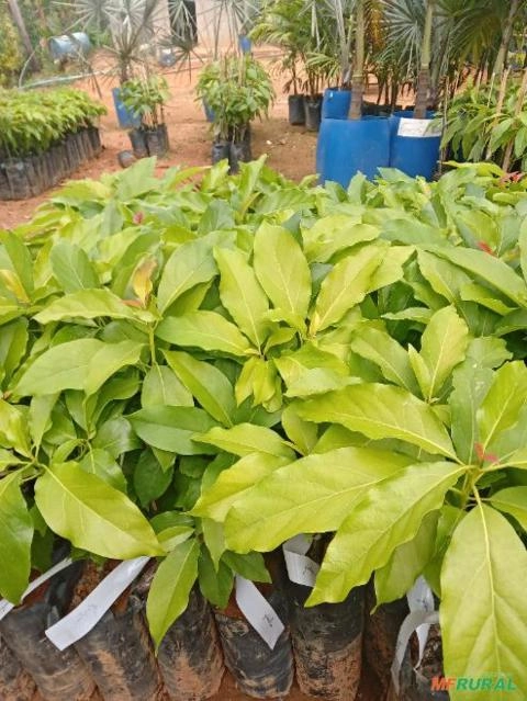 Imagem Mudas de Abacate Imagem Mudas de Abacate