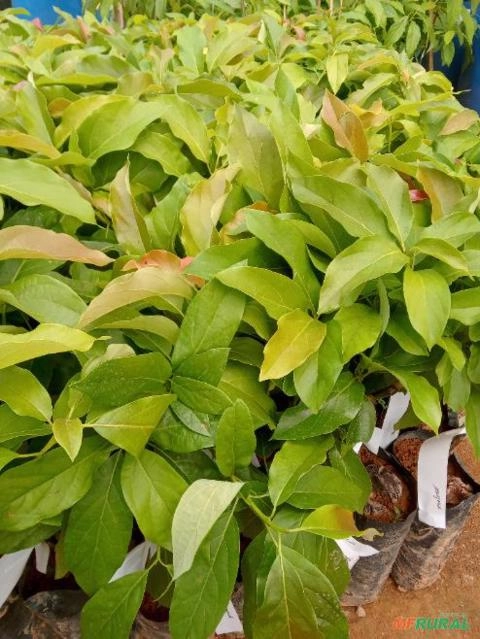 Imagem Mudas de Abacate Imagem Mudas de Abacate