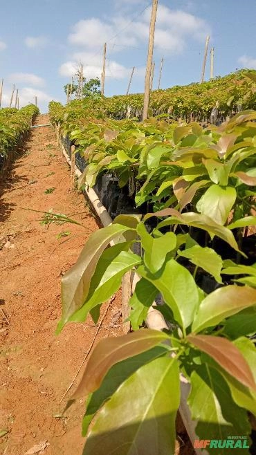 Imagem Mudas de Abacate Imagem Mudas de Abacate