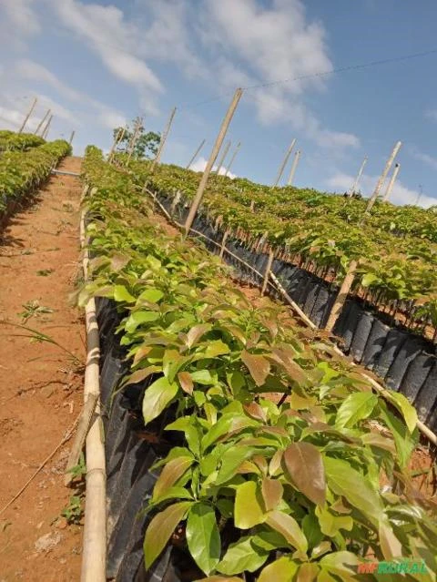 Imagem Mudas de Abacate Imagem Mudas de Abacate