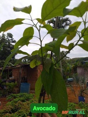 Imagem Mudas de Abacate Imagem Mudas de Abacate