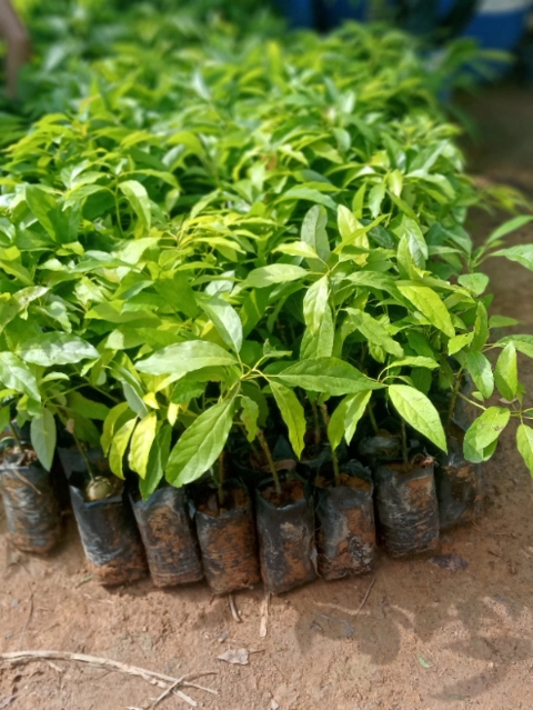 Imagem Mudas de Abacate Imagem Mudas de Abacate