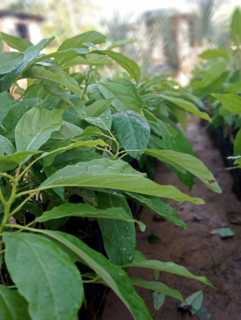 Imagem Mudas de Abacate Imagem Mudas de Abacate