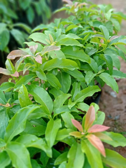 Imagem Mudas de Abacate Imagem Mudas de Abacate