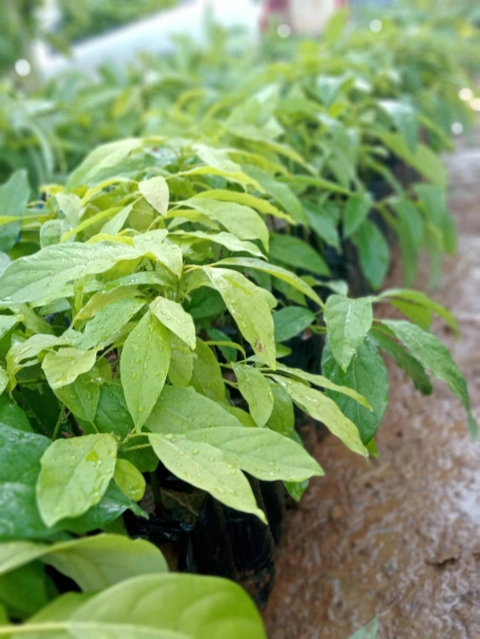 Imagem Mudas de Abacate Imagem Mudas de Abacate