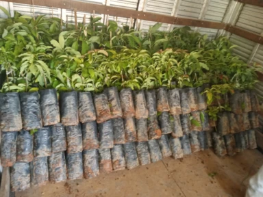 Imagem Mudas de Abacate Imagem Mudas de Abacate