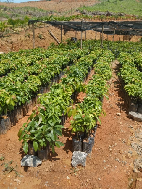 Imagem Mudas de Abacate Imagem Mudas de Abacate