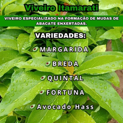 Imagem Mudas de Abacate Imagem Mudas de Abacate