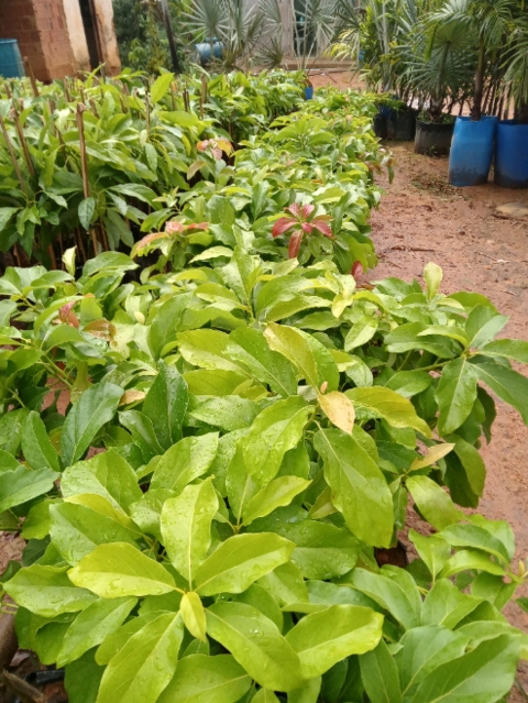 Imagem Mudas de Abacate Imagem Mudas de Abacate