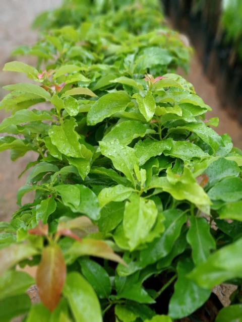 Imagem Mudas de Abacate Imagem Mudas de Abacate