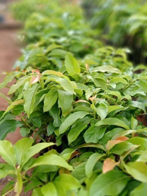 Imagem Mudas de Abacate Imagem Mudas de Abacate