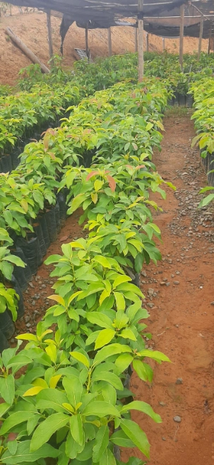 Imagem Mudas de Abacate Imagem Mudas de Abacate