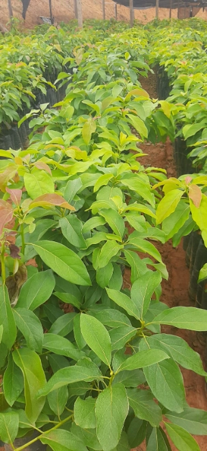 Imagem Mudas de Abacate Imagem Mudas de Abacate