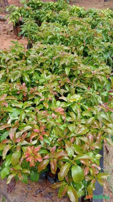 Imagem Mudas de Abacate Imagem Mudas de Abacate