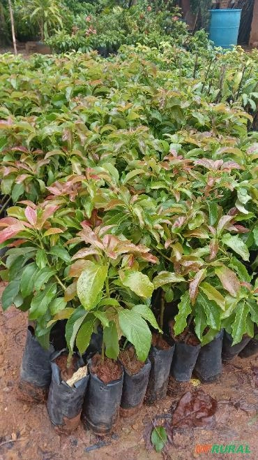 Imagem Mudas de Abacate Imagem Mudas de Abacate