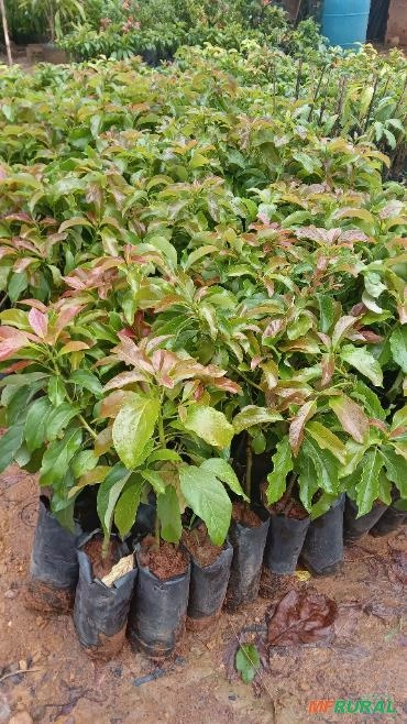 Imagem Mudas de Abacate Imagem Mudas de Abacate