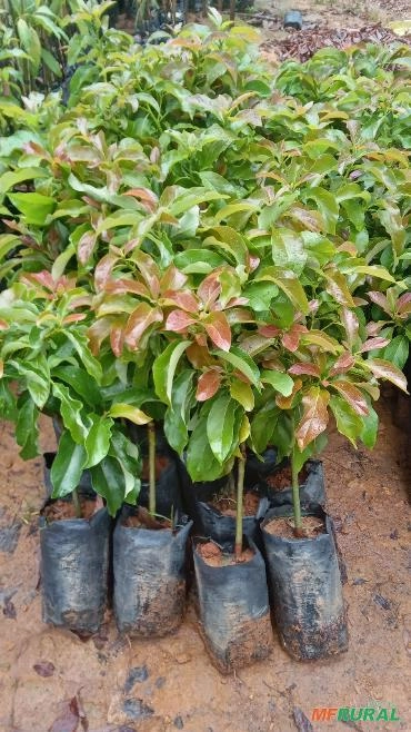 Mudas de Abacate Imagem Mudas de Abacate