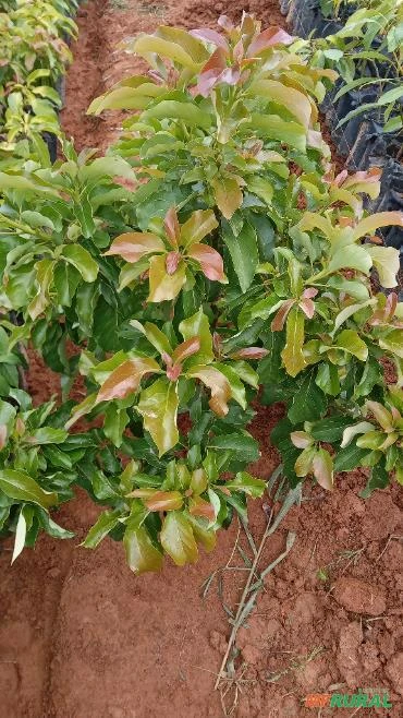 Imagem Mudas de Abacate Imagem Mudas de Abacate