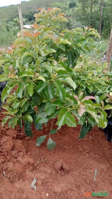 Imagem Mudas de Abacate Imagem Mudas de Abacate