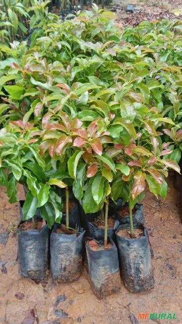 Imagem Mudas de Abacate Imagem Mudas de Abacate