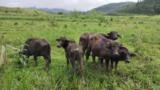 Bezerros de búfalo