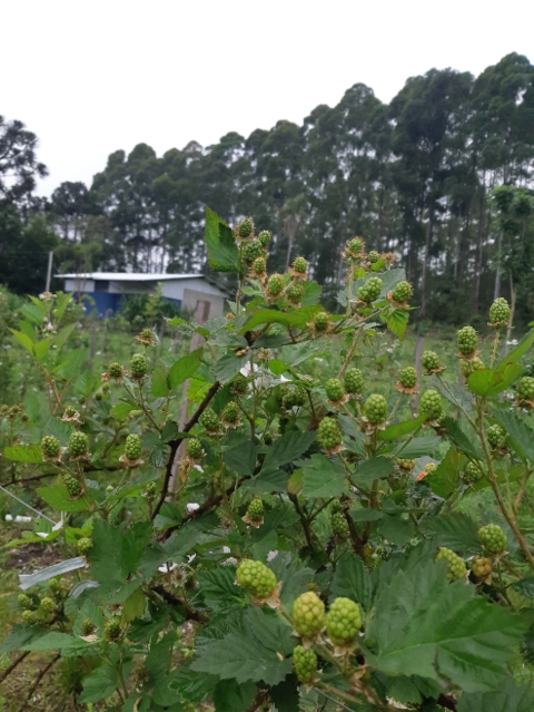 Vendo Amora Preta Congelada Imagem Vendo Amora Preta Congelada