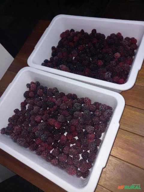Imagem Amora Preta Congelada Imagem Amora Preta Congelada