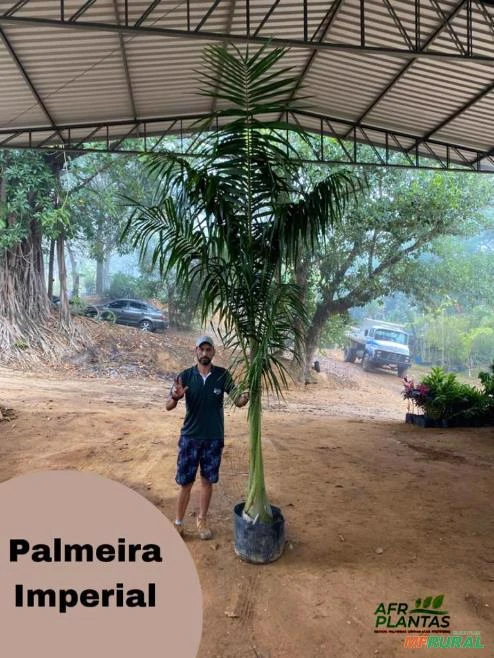 Palmeira Imperial com 3m a 4m