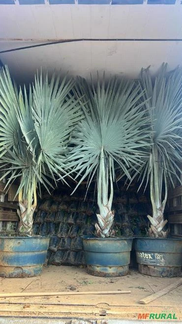 Palmeira Azul Adulta