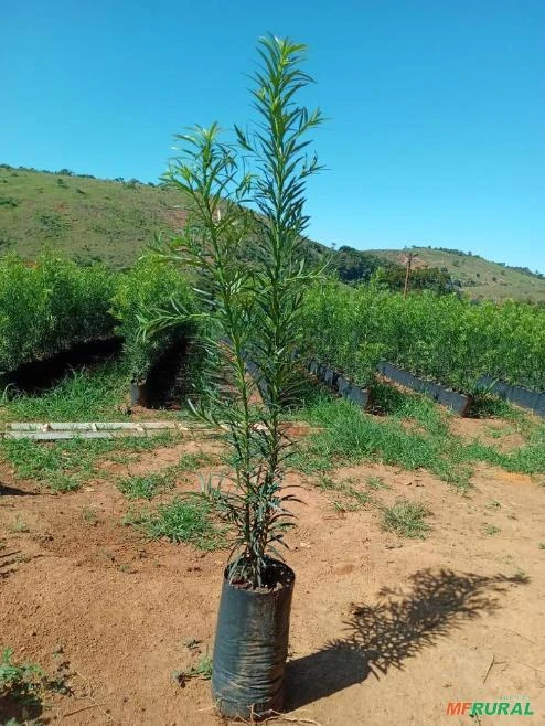 Mudas de Podocarpus