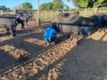 Fazenda a venda na chapada gaúcha MG