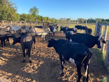 Fazenda a venda na chapada gaúcha MG