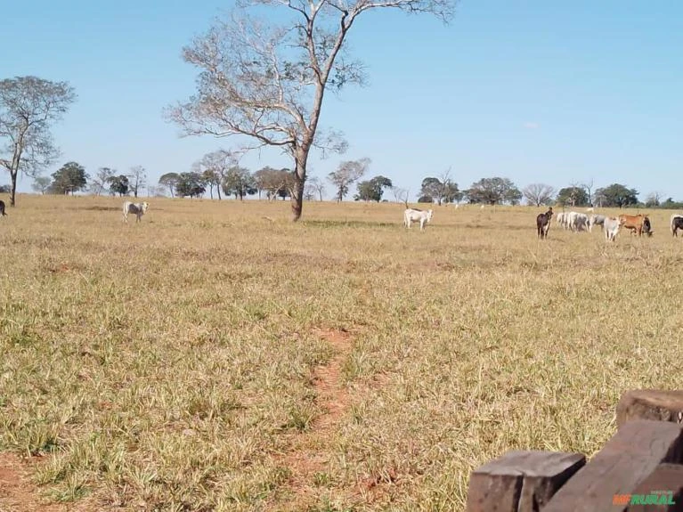 Fazenda pra arrendamento