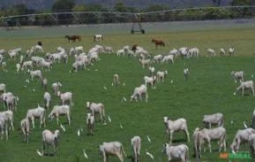 Fazenda a venda em Tocantins