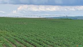 Fazenda a venda em cristalina GO