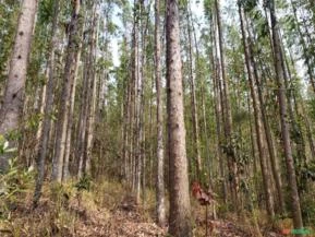 Vendo floresta de eucalipto em pé