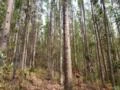 Vendo floresta de eucalipto em pé