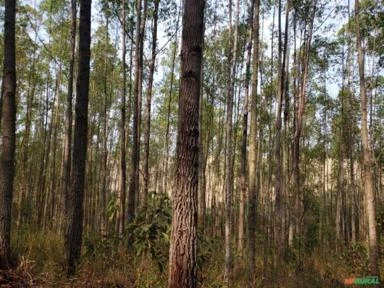 Vendo floresta de eucalipto em pé