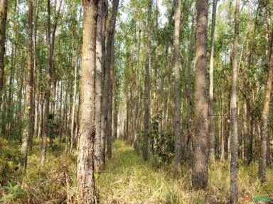 Vendo floresta de eucalipto em pé