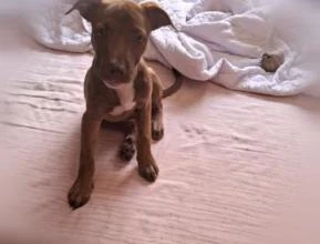 Filhote Pit Bull Red Nouse