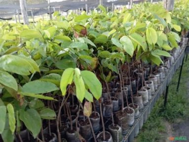 MUDAS NATIVAS E ACAI PRECOCE Imagem MUDAS NATIVAS E ACAI PRECOCE