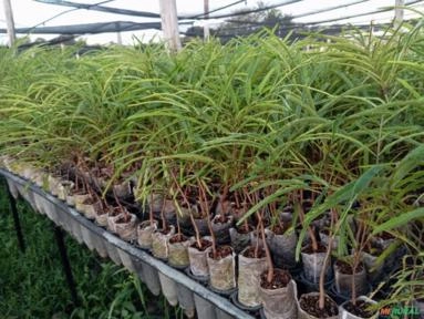 Imagem MUDAS NATIVAS E ACAI PRECOCE Imagem MUDAS NATIVAS E ACAI PRECOCE