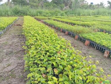 Imagem MUDAS NATIVAS E ACAI PRECOCE Imagem MUDAS NATIVAS E ACAI PRECOCE