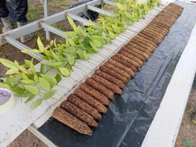 Imagem MUDAS NATIVAS E ACAI PRECOCE Imagem MUDAS NATIVAS E ACAI PRECOCE