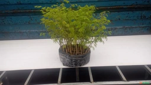 Imagem MUDAS NATIVAS E ACAI PRECOCE Imagem MUDAS NATIVAS E ACAI PRECOCE