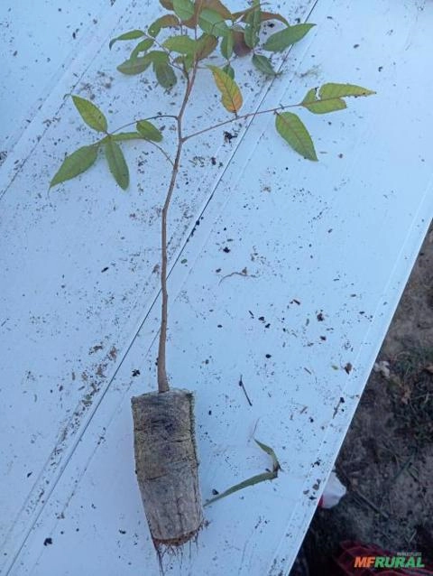 Imagem MUDAS NATIVAS E ACAI PRECOCE Imagem MUDAS NATIVAS E ACAI PRECOCE