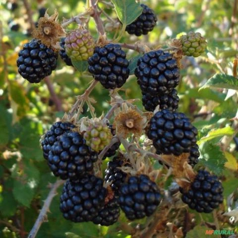 Amora Preta Imagem Amora Preta